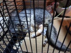 -瑞派·关忠动物医院·异宠专科·犬猫肿瘤·皮肤专科(望京店)