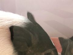 -猪盟咖啡店(玖洲道店)