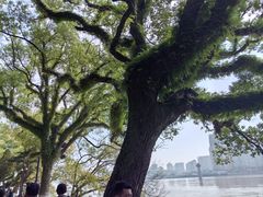 -江心屿景区