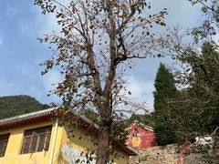 -遵化市禅林寺古银杏风景园