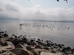 -深圳湾公园(南山区)