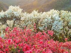-木兰云雾山