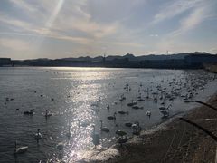 -烟墩角天鹅湖