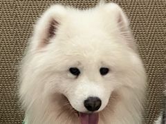 -星多哈·狗咖·拼豆·咖啡