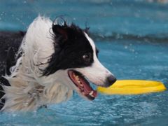 -汪说喵讲宠物乐园宠物酒店(红星美凯龙店)