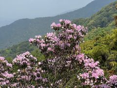 -梧桐山风景名胜区