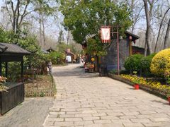 -合肥滨湖国家森林公园