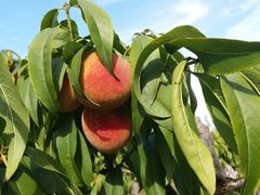 -万源龙顺度假庄园生态观光园