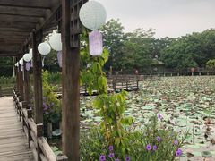 -大湾区中央湿地公园