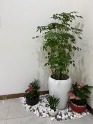 -新生植发·植养护一体