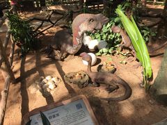 -海南热带野生动植物园