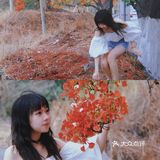 夏季凤凰花拍照!