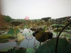 -大湾区中央湿地公园