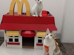 -博特宠物医院24h犬猫全科.骨科·异宠