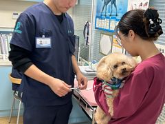 -瑞派·关忠动物医院·猫专科·犬专科(三环新城店)