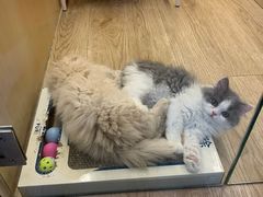 -momokira米努特·德文卷毛猫·棉花面纱犬
