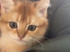 -瑞派福兴宠物医院犬猫全科·骨科·中西医结合(河东店)