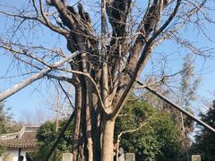 -上海佘山国家森林公园天马山园