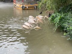 -广州长隆飞鸟乐园