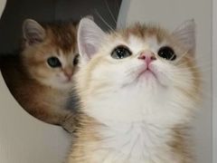 -东方名猫馆·英短金渐层布偶猫舍(环线广场1号楼店)