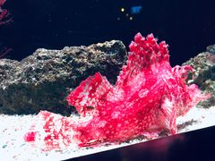 -暹罗海洋世界