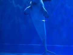 -芜湖新华联大白鲸海洋公园