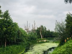 -才村湿地公园