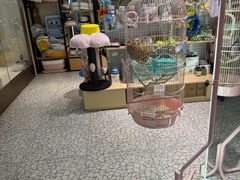 -momokira米努特·德文卷毛猫·棉花面纱犬
