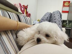 -爱侣宠医·鹦鹉专科·小型哺乳类·异宠专科(灵石路店)