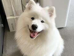 -翊宠yipet猫狗购宠庄园