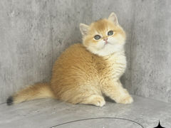 -小猫来了·猫舍(红山六九七九店)