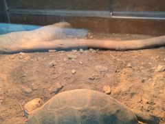 -上海大自然野生昆虫馆(东方明珠·爬宠昆虫探索中心)