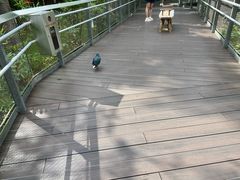 -新加坡飞禽公园