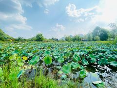 -云漫湖生态度假公园