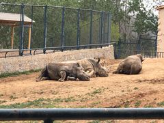 -大连森林动物园