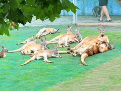 -西霞口神雕山野生动物世界