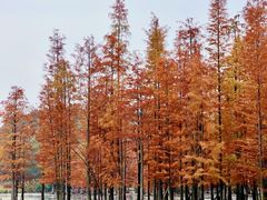 -白鹭湾湿地公园