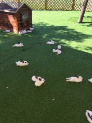 -萌宠亲子动物乐园(槐房万达店)