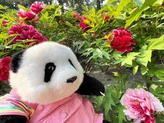 -莲花池公园