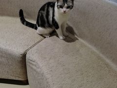 -藏猫猫咖啡主题馆(中央大道店)