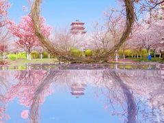 -古柏渡丰乐樱花园