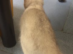 -瑞鹏宠物医院·爱宠堂·骨外专科(西荷分院)