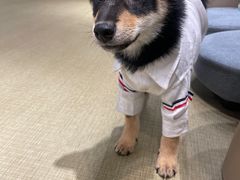 -逗柴咖啡屋·狗咖猫咖宠物桌游