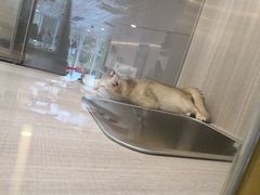 -飞行喵MR PILOT|猫舍·猫咖(静安大融城店)