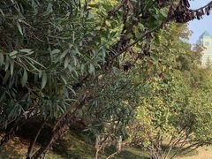 -环城公园-琥珀潭