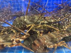 -驻海渔市(置信店)