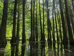 -溱湖国家湿地公园