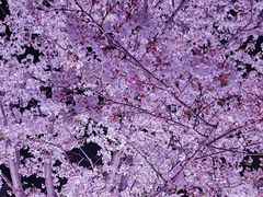 -西北湖绿化广场