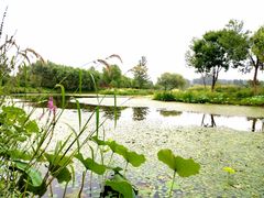 -东郊湿地公园