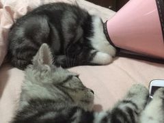 -联合动物医院(光谷诊疗中心)